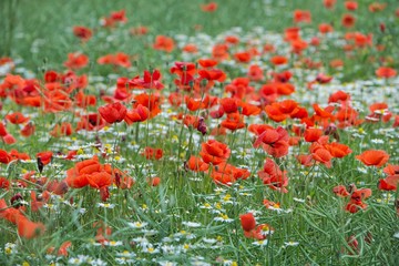 Wiese mit Mohnblumen