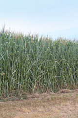 campo di mais danneggiato dalla siccità