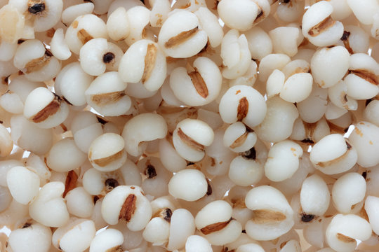 Close up job&rsquo;s tears as background, coix seed, pearl barley.