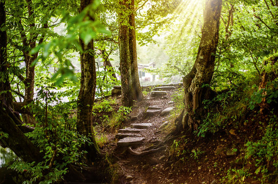 Fototapeta  path and steps in the beautiful magic forest