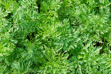 Tops of vegetable carrots in garden