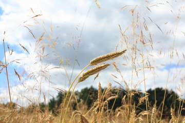 Fototapeta premium Corn ear