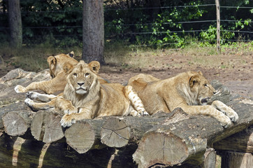Three lions lying on logs in a zoo 