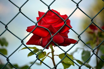 Red rose imprisoned bil bianc