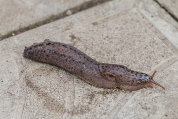 great grey or leopard slug