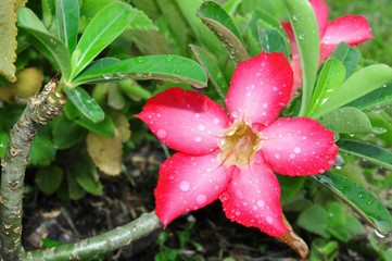 red color adenium is blooming in my garden