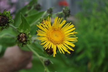 SAMSUNG CAMERA PICTURES