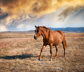 brown horse