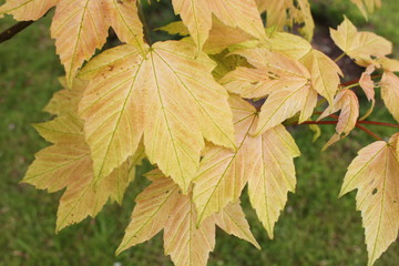 Acer leaves