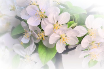 Vintage apple tree flowers on white background