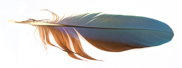  feather © Vera Kuttelvaserova