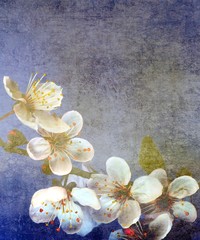 Prunus blossom in spring