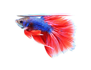 siamese fighting fish , betta isolated on white background.