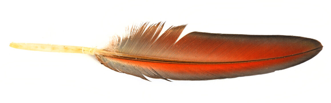 Fototapeta  feather