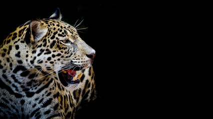 Fototapeta na wymiar close up Jaguar Portrait