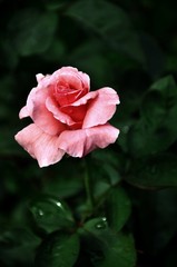 red rose in the garden