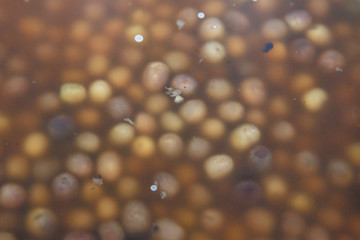 olives in conserve in a pot from marketplace