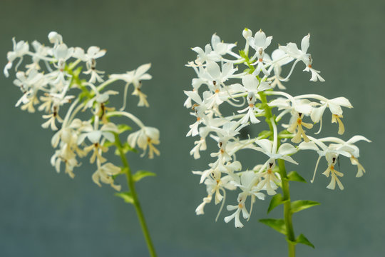 Calanthe triplicata
