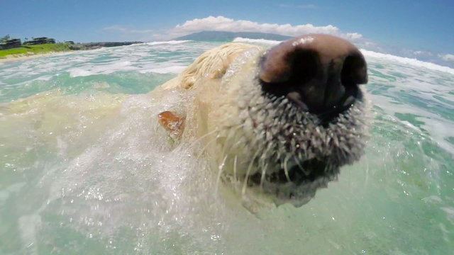 Two Golden Retrievers Swimming and Playing in the Ocean at the Beach in Hawaii. Dogs. 