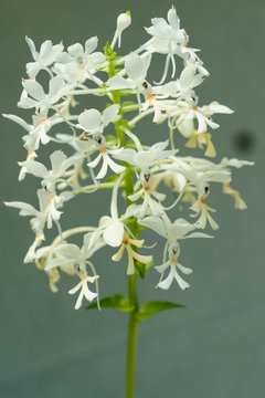 Calanthe triplicata