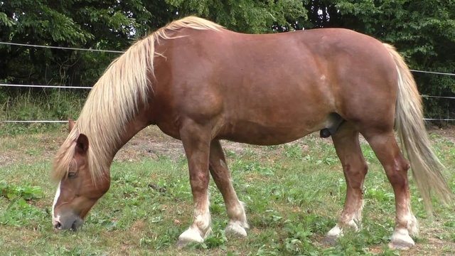 Horse in meadow 
