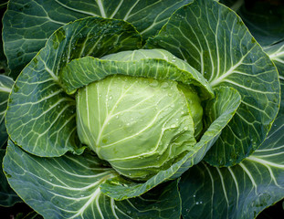 Obraz premium Cabbage head