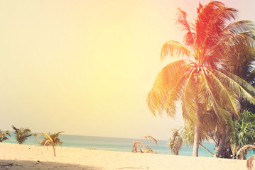 Desert Beach with Palm Trees lit by the Sun. Holiday Card