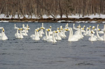 PEACE whooper swans,Lake Kussharo in Hokkaido　白鳥の湖北海道屈斜路湖