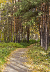 Obraz premium The footpath in summer the Park between pine trees and birches.