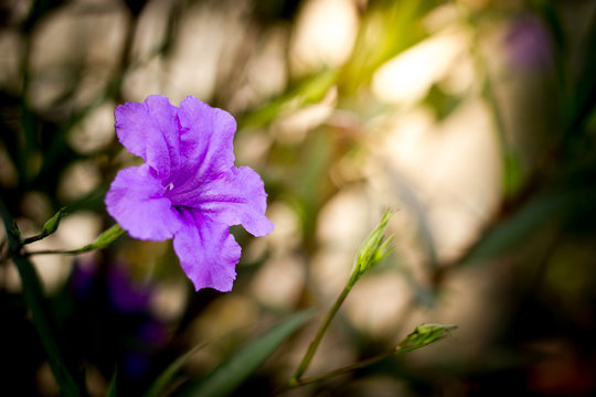 Ruellia tuberosa flower blooming