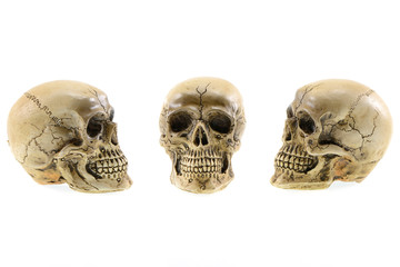 Skull model set on isolated white background