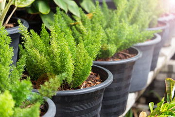 Fototapeta na wymiar Green ferns in the pots with light