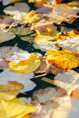 Linden leaves on the ground