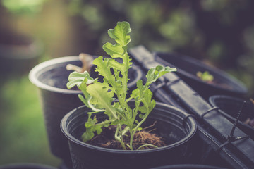 closeup Sprout of vegetable in the morning