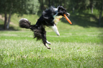 Frisbee dog