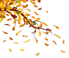 Branch with autumn oak leaves falling down, isolated on white background.