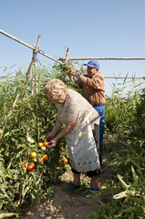 farmers
Couple of old farmers picking tomatoes in his plantation