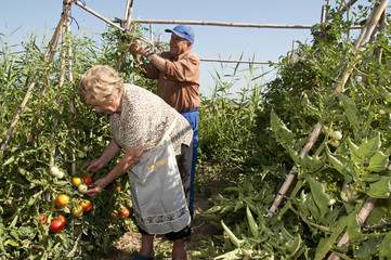 farmers
Couple of old farmers picking tomatoes in his plantation