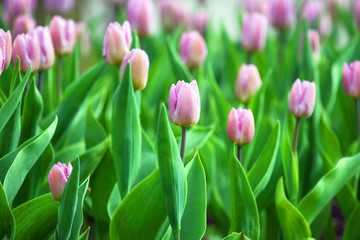 Red tulips. Natural background.