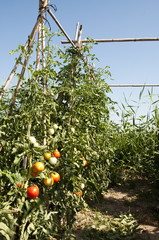 tomatoes
Traditional Mediterranean planting tomatoes in Bellvis, Catalonia, Spain