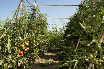 tomatoes
Traditional Mediterranean planting tomatoes in Bellvis, Catalonia, Spain