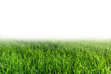 Rice field with isolated backgrond for editing.
