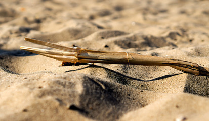 Piece of dead tree in sand on beach