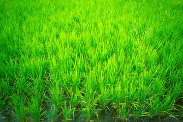 Obraz premium The crops in the field,