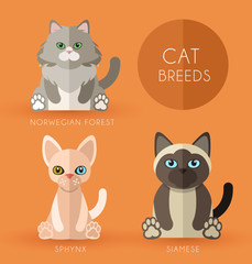 Cat Breeds : Vector Illustration