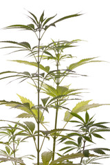 Fresh Marijuana Plant Leaves on White Background