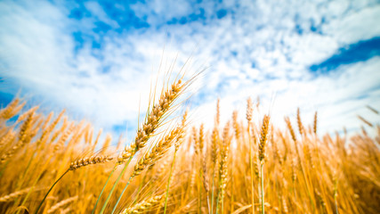 Wheat field and blue sky