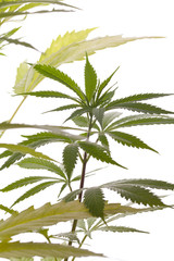 Fresh Marijuana Plant Leaves on White Background
