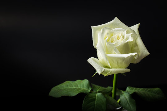White rose on black background.