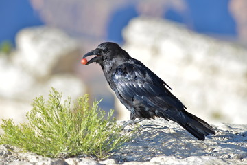 Corbeau tenant un grain de raisin, Grand Canyon, USA